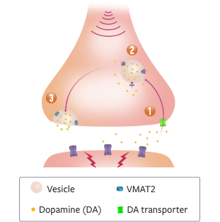 HD Chorea Mechanism of Disease